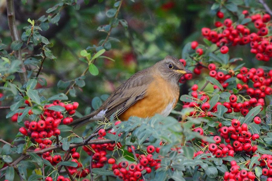  红腹鸫与状元红>