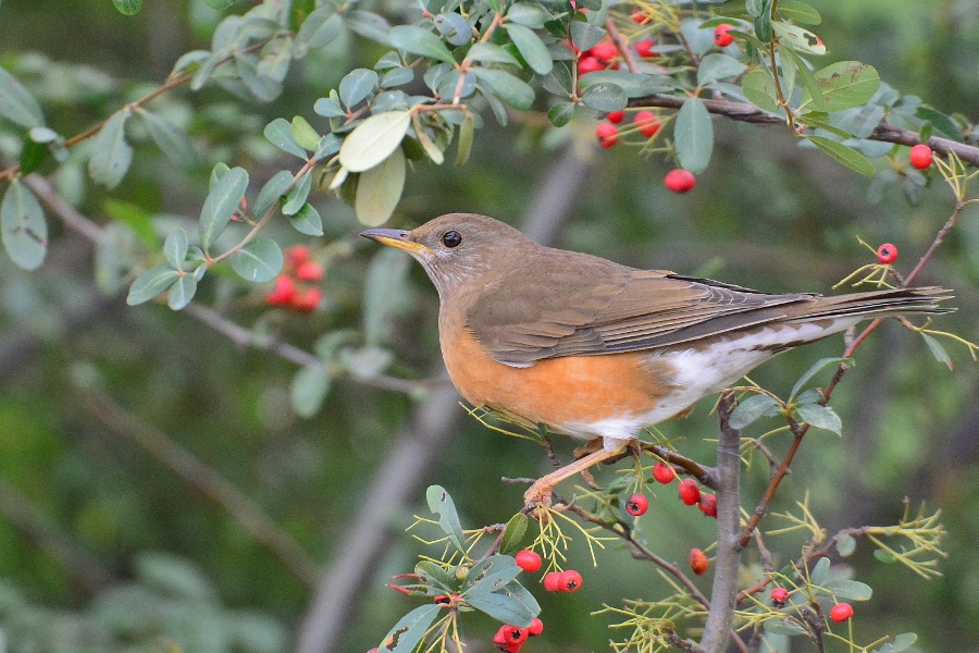  红腹鸫与状元红>